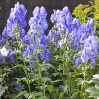 Eisenhut   - Herbst-Eisenhut Arendsii - Aconitum carmichaelli Arendsii