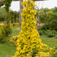 Gold-Hopfen Aureus - Bakker