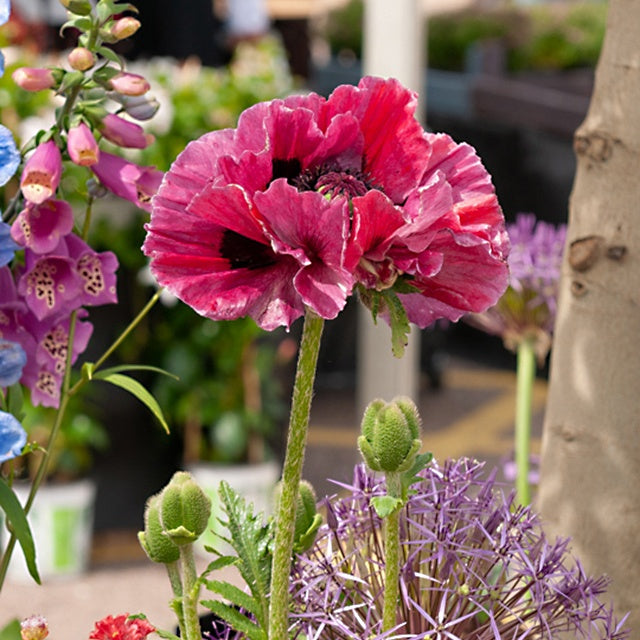 Orientalischer Mohn Harlem - Bakker