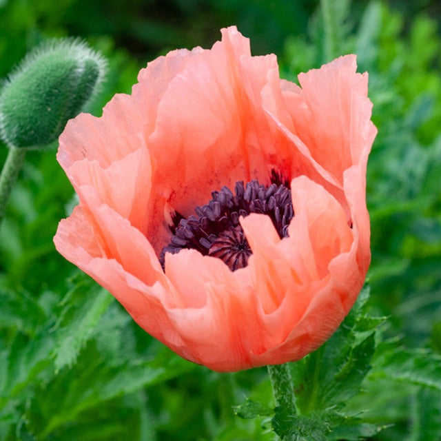 Orientalischer Mohn Pattys Plum - Papaver orientale Patty's Plum - Bakker