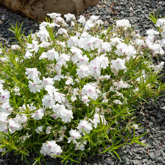 Phlox Moos Maischnee (x3) - Bakker