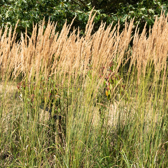 Gräser - Reitgras Karl Förster - Calamagrostis x acutiflora Karl Foerster