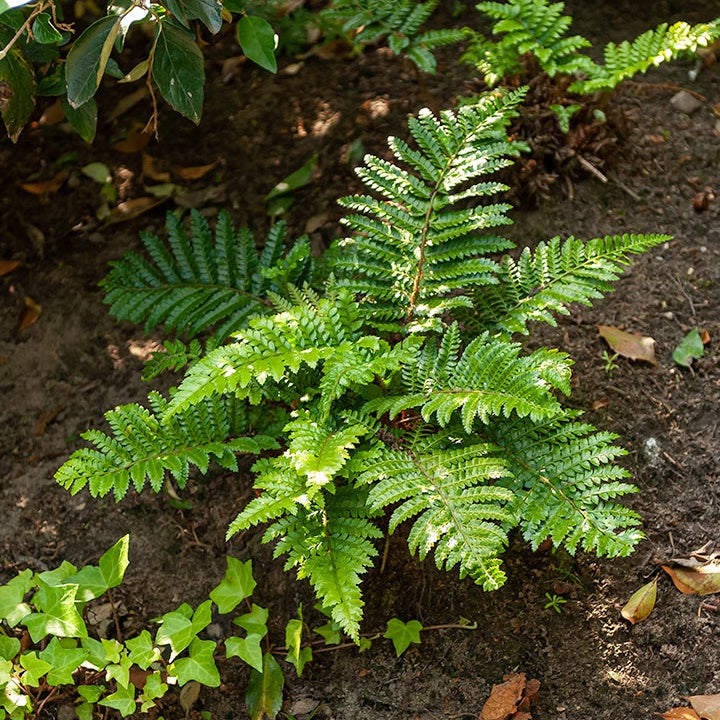 Polystichum polyblepharum - Japanische Aspidie Bärentatzen - Farne