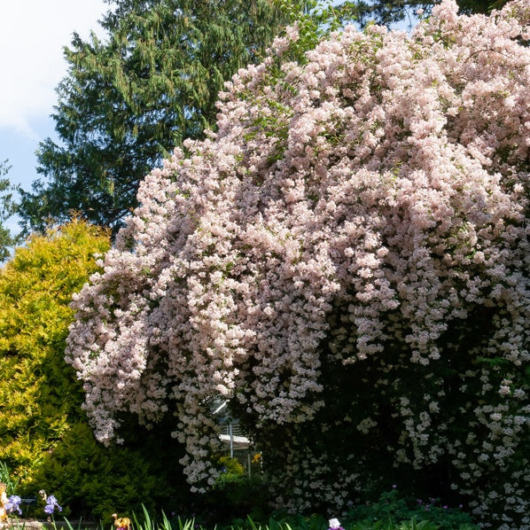 Kolkwitzia amabilis Pink Cloud - Perlmuttstrauch - Balkonblumen