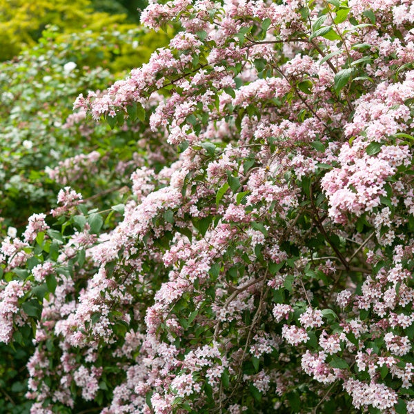 Perlmuttstrauch - Kolkwitzia amabilis Pink Cloud - Bakker