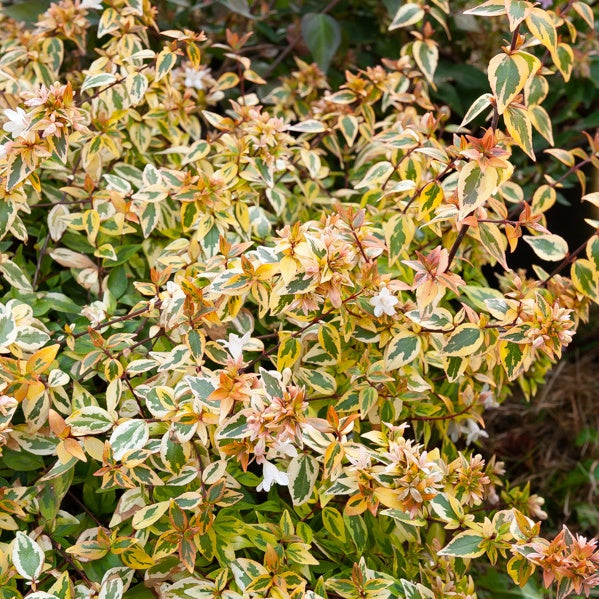 Abelie ‘Kaleidoscope’® - Abelia grandiflora 'kaleidoscope' (r) - Bakker