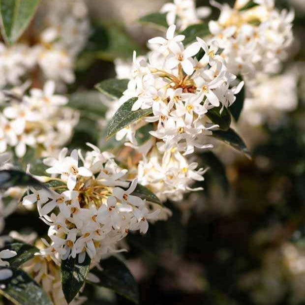 Immergrüne Pflanzen - Burkwoods Duftblüte - Osmanthus burkwoodii