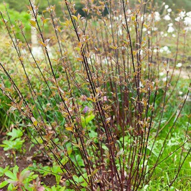 Schwarzholzhartriegel Kesselringii - Bakker