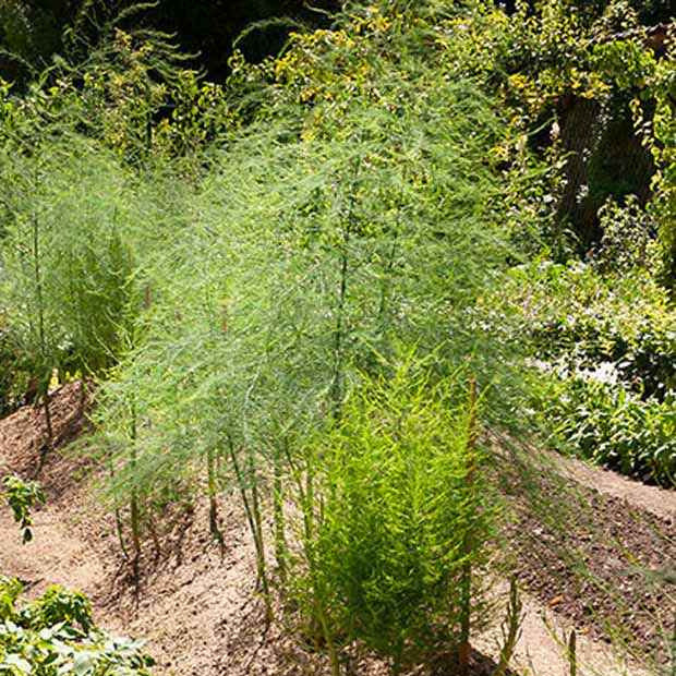 Spargel Voltaire (x10) - Asparagus officinalis voltaire - Bakker