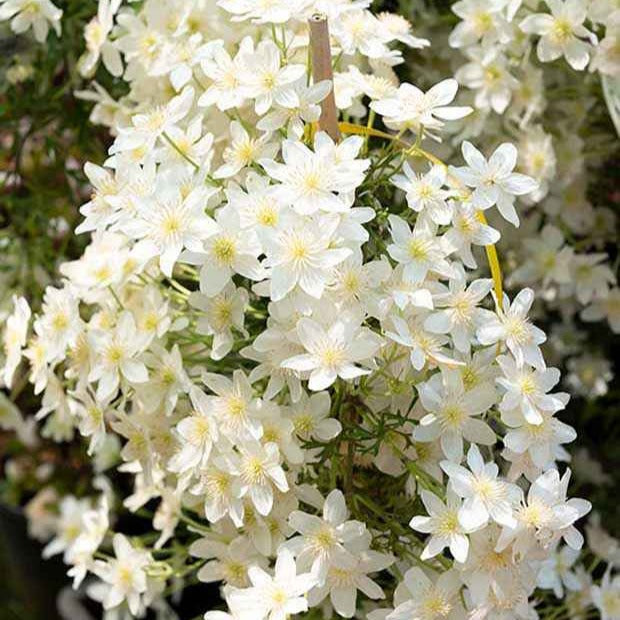 Waldrebe Early Sensation - Clematis Early Sensation - Bakker
