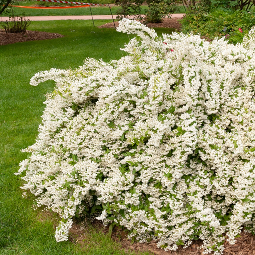 Deutzie gracilis - Bakker
