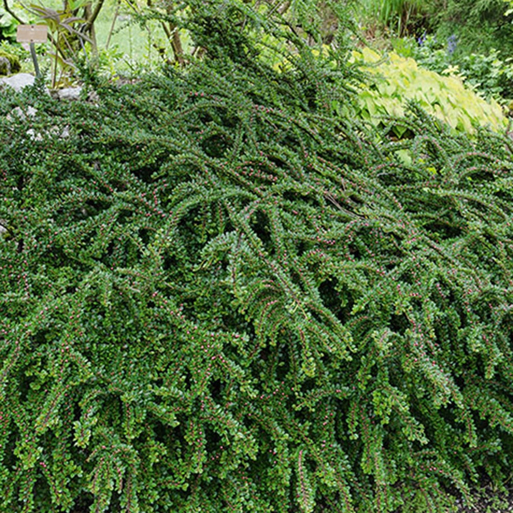 Fächer-Zwergmispel - Cotoneaster horizontalis - Bakker