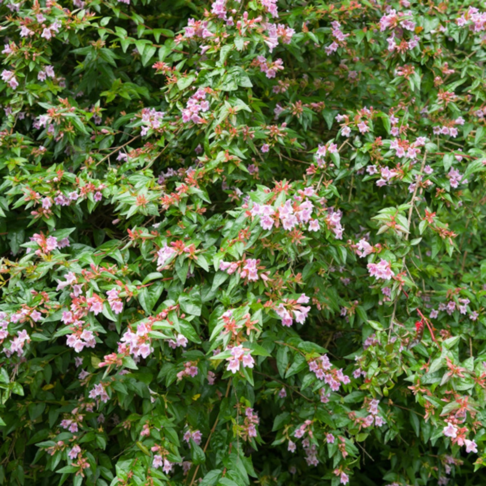 Abelia Edward Goucher - Abelia Edouard Goucher - Abelia