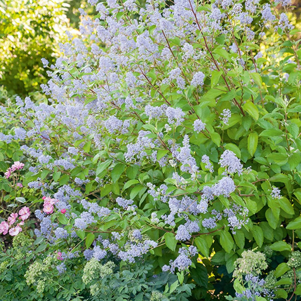 Ceanothus delilianus gloire de versailles - Ceanothus ‘Gloire de Versailles’ - Ceanothus - Kalifornischer Flieder