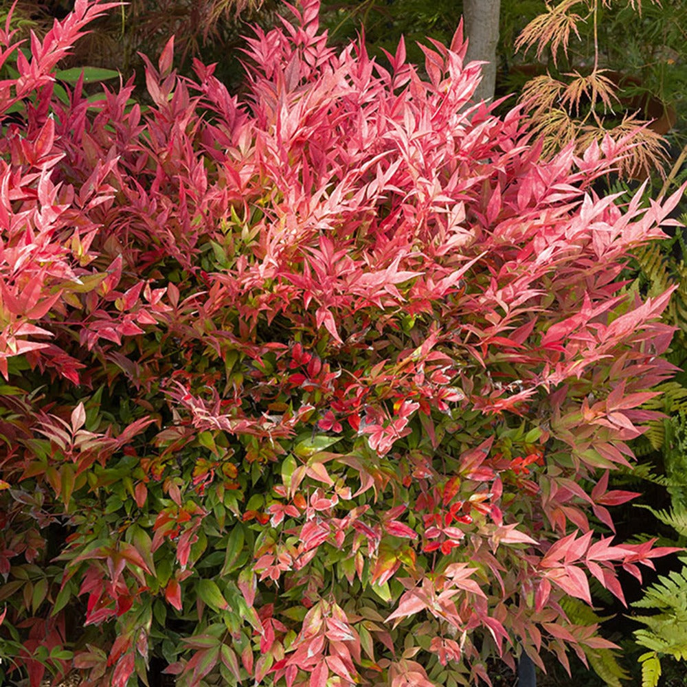 Immergrüne Pflanzen - Himmelsbambus ‘Gulf Stream’ - Nandina domestica Gulf Stream