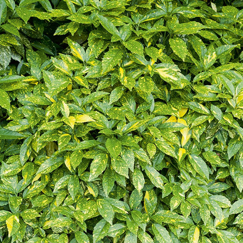Japanische Aukube - Aucuba japonica variegata - Bakker