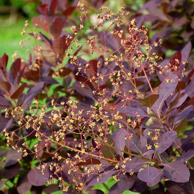 Perückenstrauch - Cotinus coggygria - Bakker