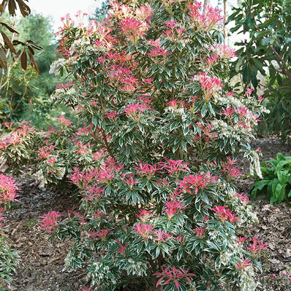 Verkauf Bunte Lavendelheide - Pieris japonica Flaming Silver