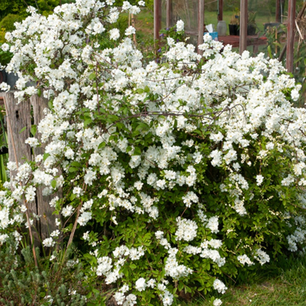 Prunkspiere - Exochorda macrantha 'the bride' - Bakker