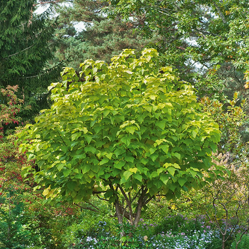 Gelbe Trompetenbaum - Catalpa bignonioides aurea - Bakker