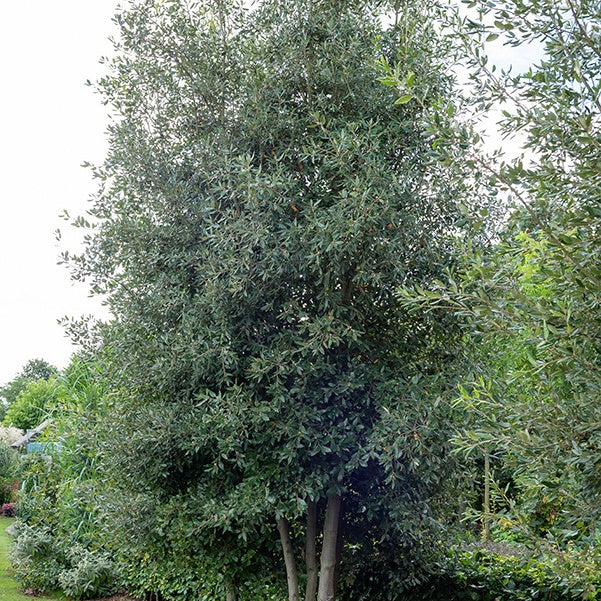Steineiche - Quercus ilex - Bakker