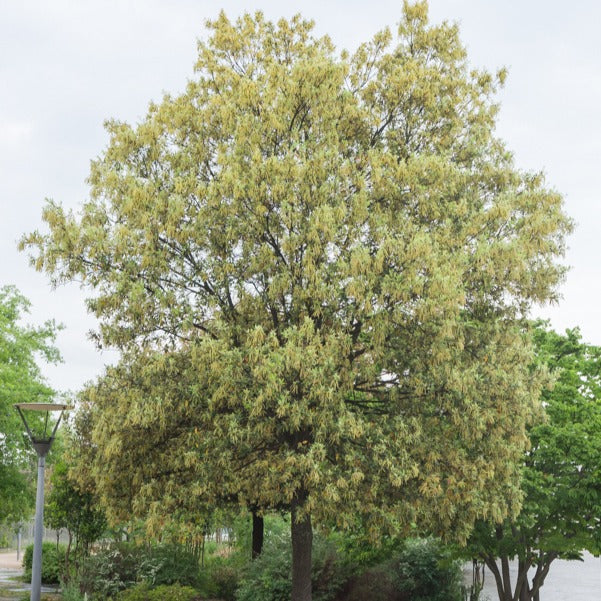 Eiche - Steineiche - Quercus ilex