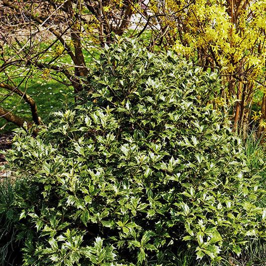 Osmanthus - Bakker