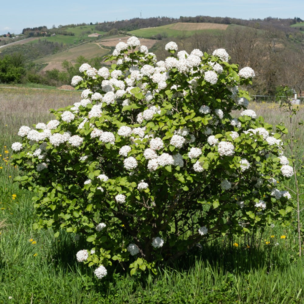 Viburnum carlesii - Koreanischer Duftschneeball - Viburnum