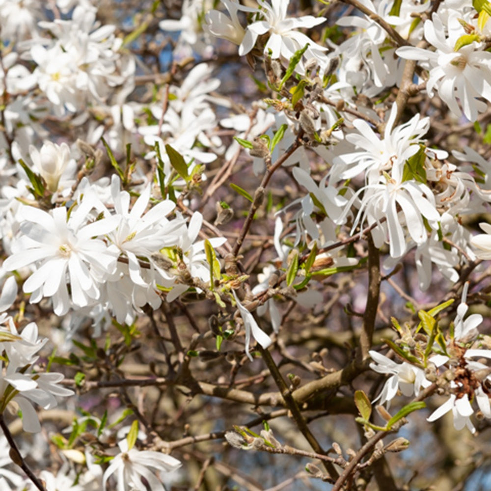 Magnolia stellata Royal Star - Stern-Magnolie - Magnolien