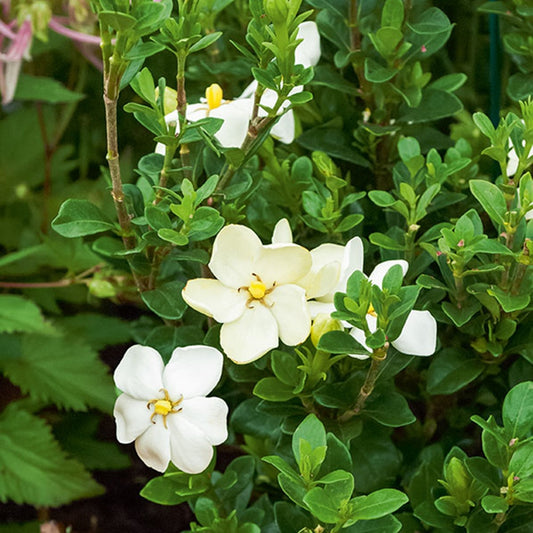 Gardenie ‘Kleim’s Hardy’ - Bakker