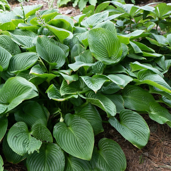 Grünblättrige Riesen-Funkie - Hosta elata - Bakker