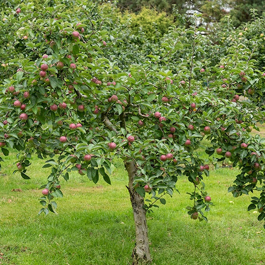 Apfelbaum Melrose - Bakker