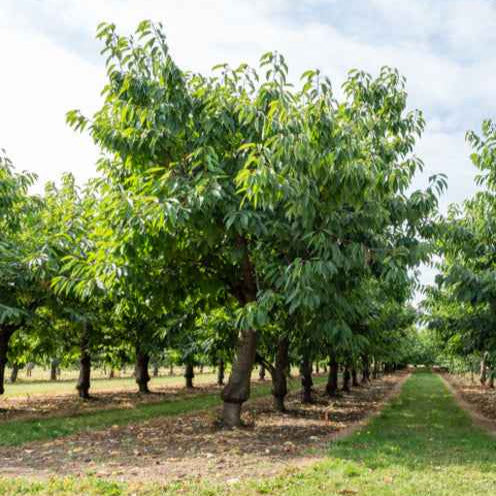 Süßkirsche 'Bigarreau Van' - Prunus avium bigareau van - Bakker