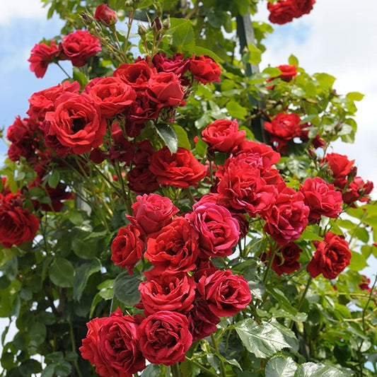 Rose Sympathie® - Bakker