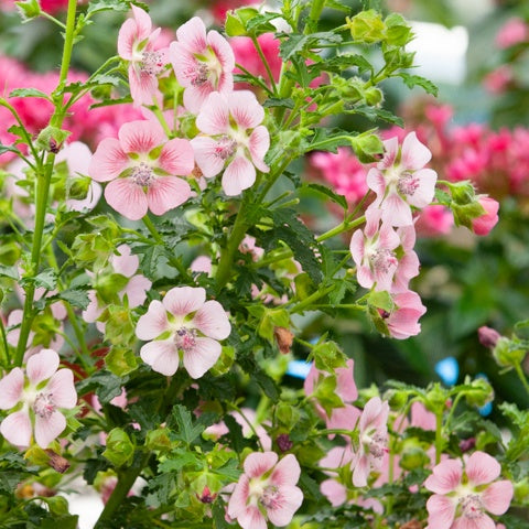 Kapmalve - Anisodontea capensis - Bakker
