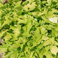 Zier-Süßkartoffel 'Sweet Caroline Green' (x3) - Ipomoea batatas 'sweet caroline green' - Bakker