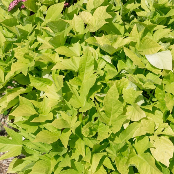 Zier-Süßkartoffel 'Sweet Caroline Green' (x3) - Ipomoea batatas 'sweet caroline green' - Bakker