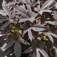 Zier-Süßkartoffel 'Sweet Caroline Purple' (x3) - Ipomoea batatas 'sweet caroline purple' - Bakker