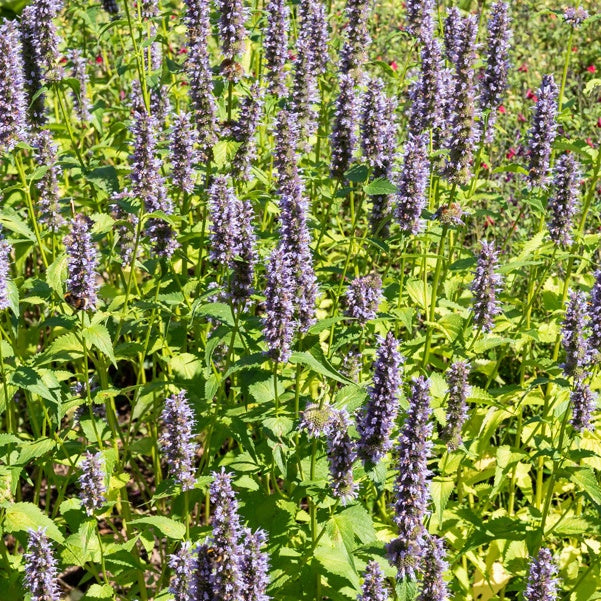 Agastache Black Adder - Agastache 'black adder' - Bakker