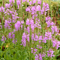 Gelenkblume 'Bouquet Rose' - Physostegia virginiana 'bouquet rose' - Bakker