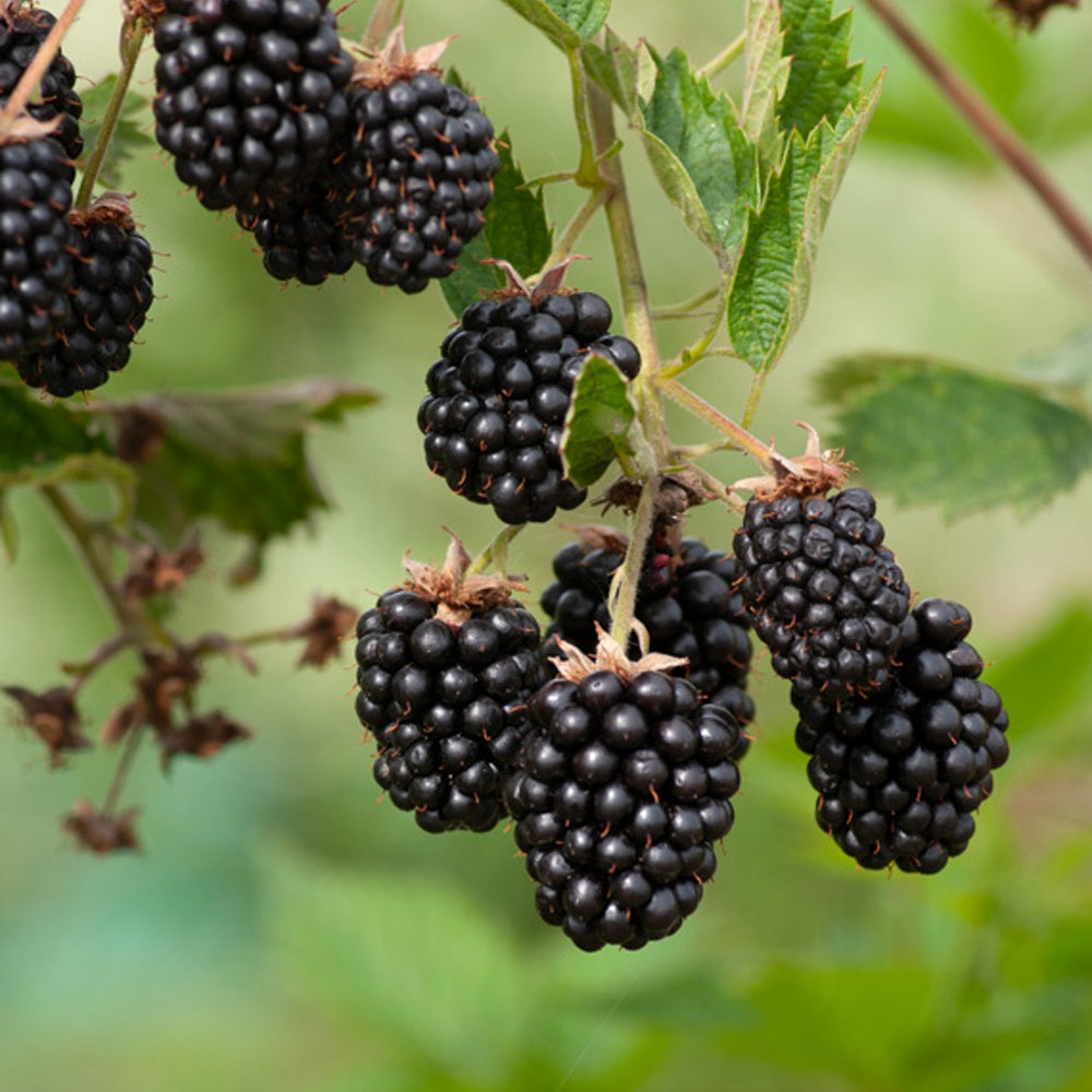Brombeere Loch Ness - Bakker