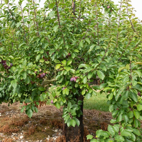 Pflaumenbaum Stanley - Prunus domestica 'stanley' - Bakker