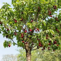 Kirsche Birageau Hedelfinger - Prunus avium 'Hedelfinger' - Bakker