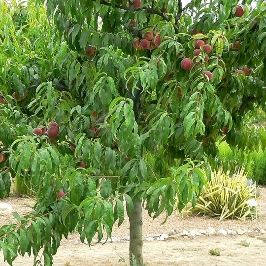Pfirsich Dixi Red - Prunus persica 'dixi red' - Bakker