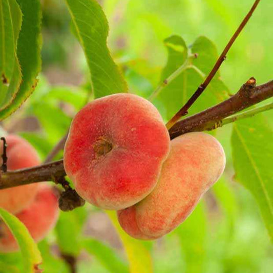 Tellerpfirsich 'Platycarpa' - Bakker