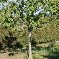 Ficus carica 'fiorone' - Fiorone-Feigenbaum - Feigenbäume