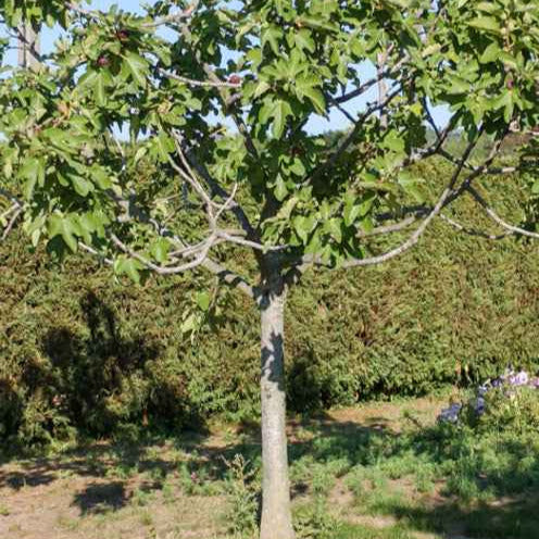 Ficus carica 'fiorone' - Fiorone-Feigenbaum - Feigenbäume