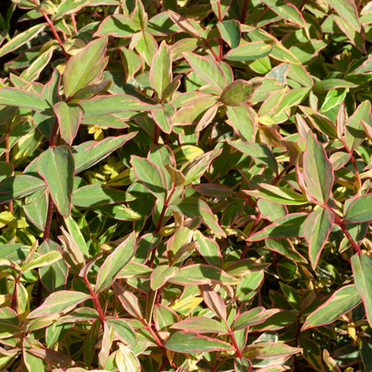 Johanniskraut Tricolor - Bakker