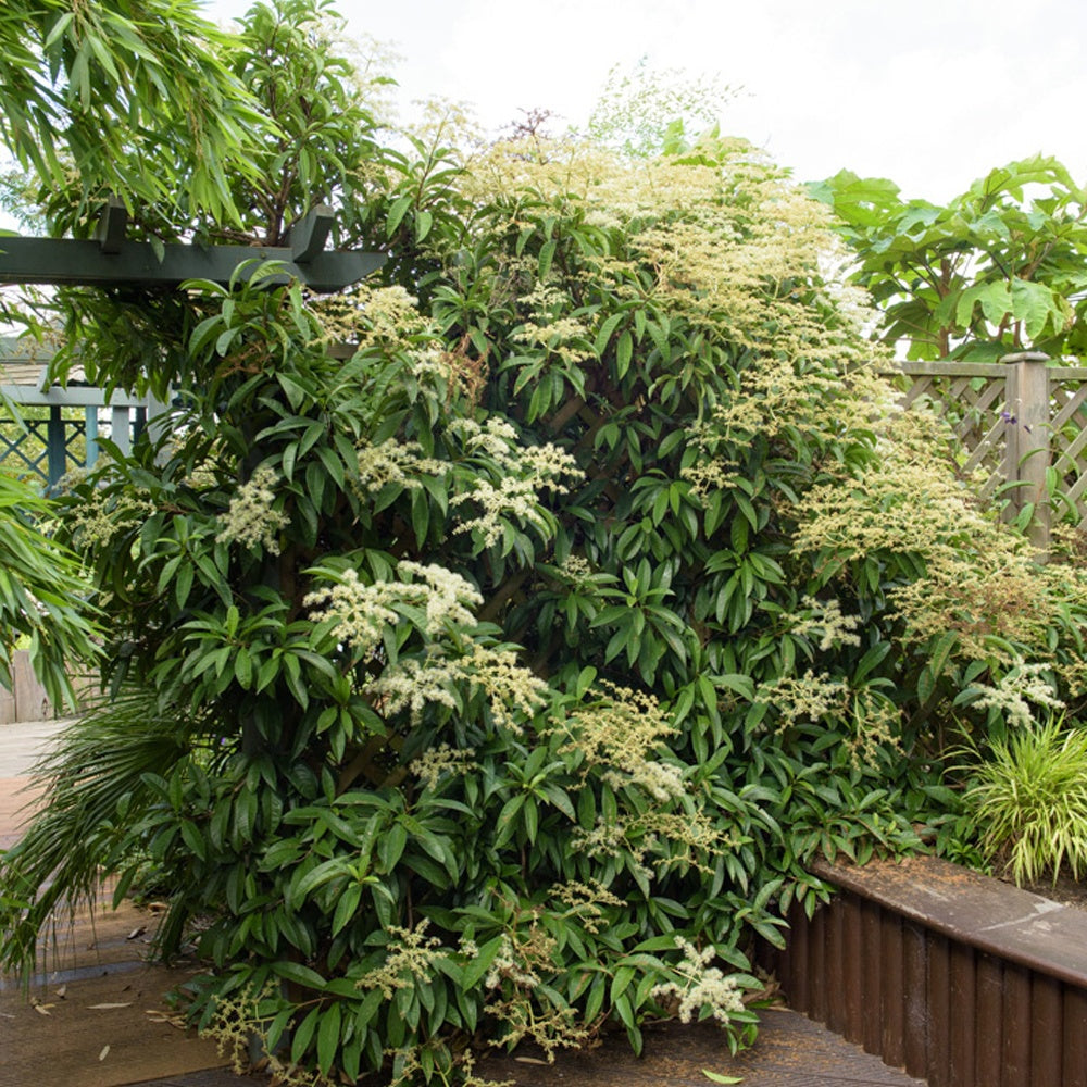 Kletter-Hortensie (Pileostegia) - Bakker