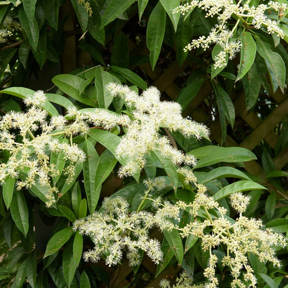 Kletter-Hortensie (Pileostegia) - Pileostegia viburnoides - Bakker